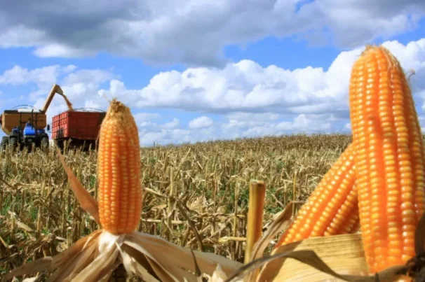 Datagro revisa estimativa produção soja e milho 2 Datagro revisa para baixo estimativa para a produção de soja e de milho no Brasil