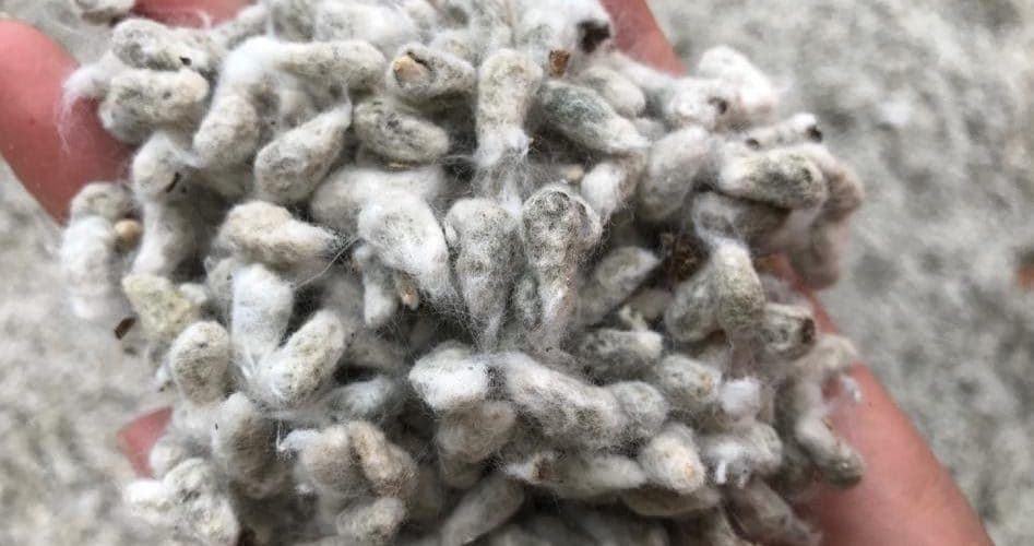 Degustando o sabor do algodão