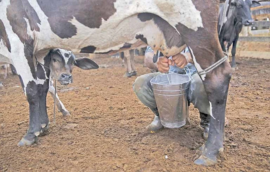 Desafios na pecuária leiteira em 2023 2 2023 foi ano de grandes desafios para a pecuária leiteira