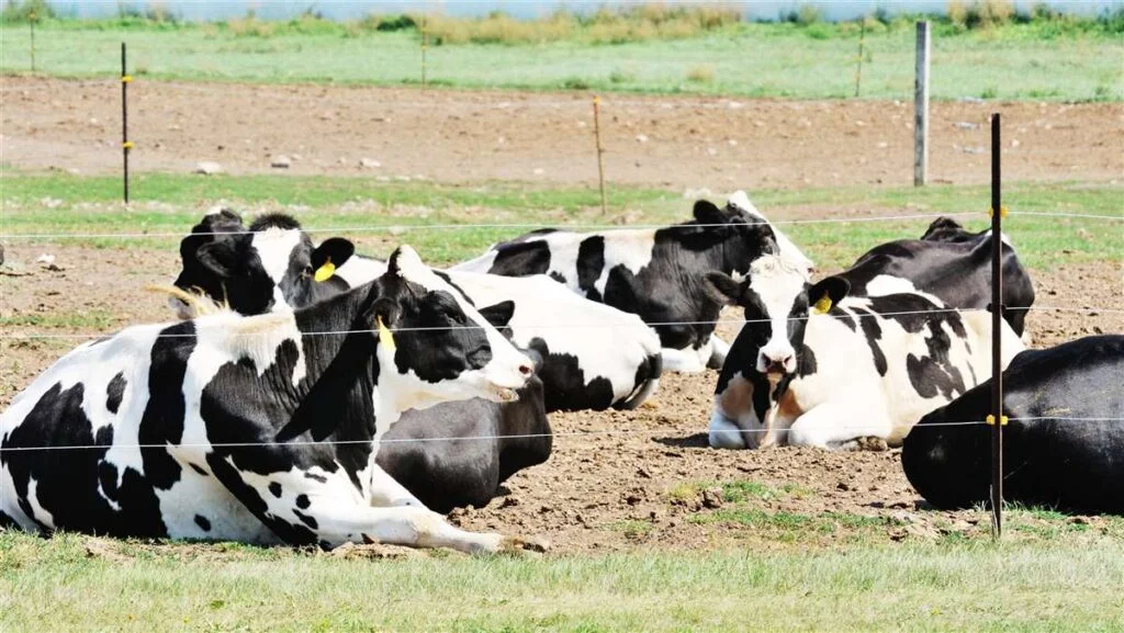 O impacto do descanso das vacas na produção de leite