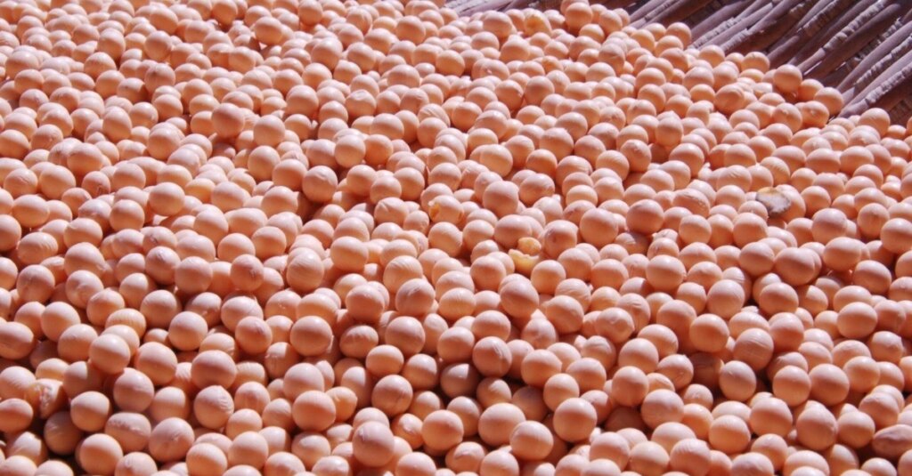 Petróleo ajuda na recuperação técnica da soja em Chicago