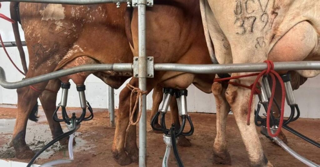 Descubra a influência da luz vermelha na produção de leite 9 Uma luz vermelha na produção de leite bovino • Portal DBO