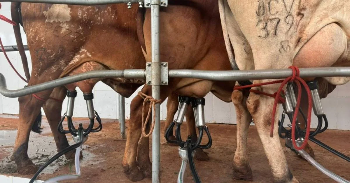 Descubra a influência da luz vermelha na produção de leite 1 Uma luz vermelha na produção de leite bovino • Portal DBO