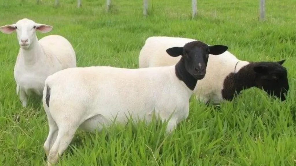 Show Rural é vitrine para a ovinocultura do Paraná