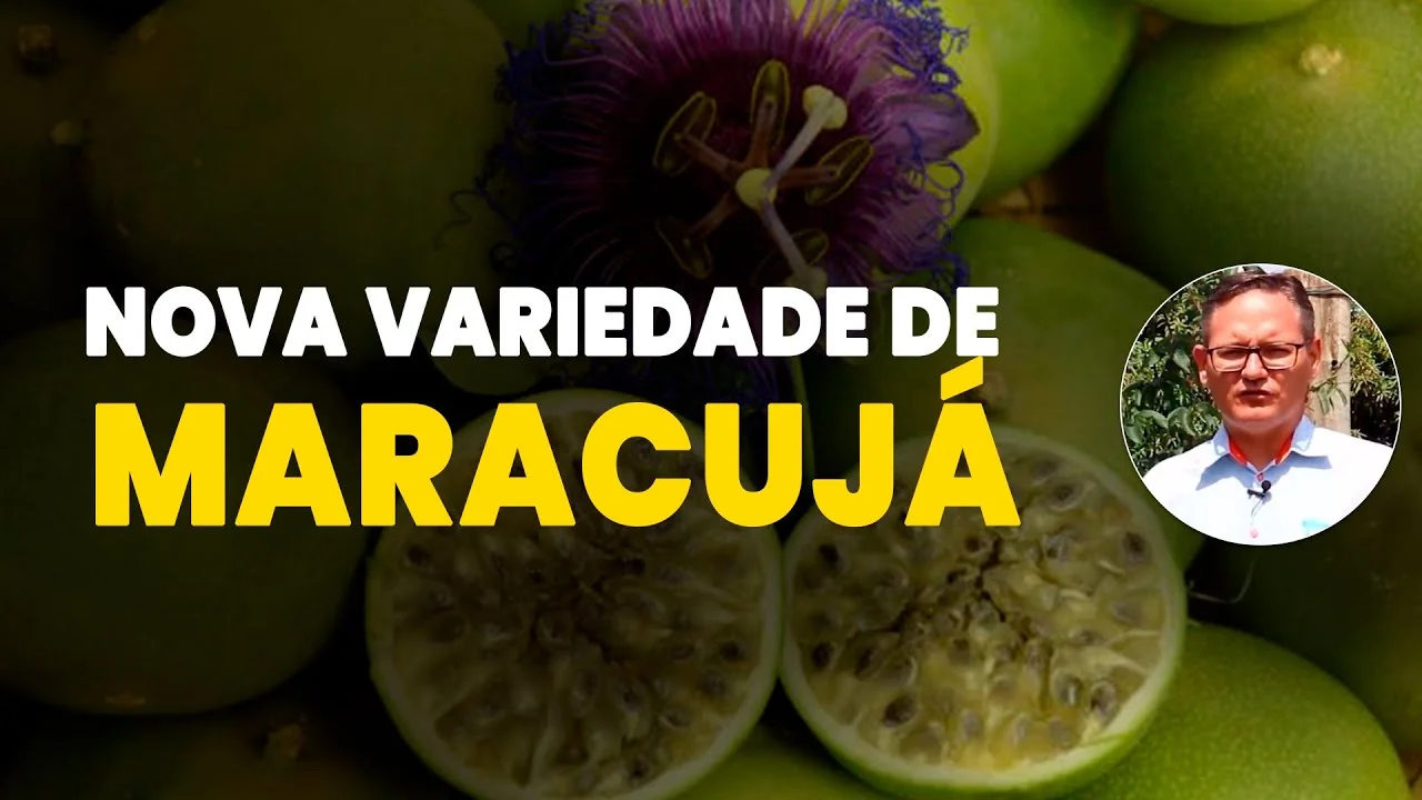Descubra a Nova Variedade de Maracujá e Como Cultivá-la 2 descubra a nova variedade de maracuja e como cultiva la