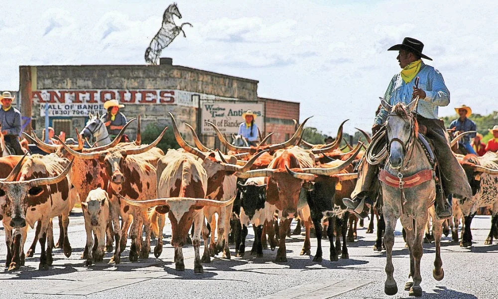 Conheça os segredos da pecuária revolucionária do Texas — CompreRural