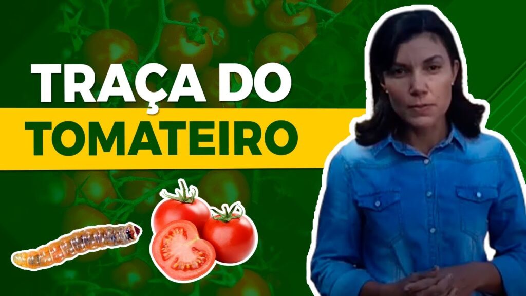 "Descubra a Traça do Tomateiro" com Maria Elisa 3 descubra a traca do tomateiro com maria elisa