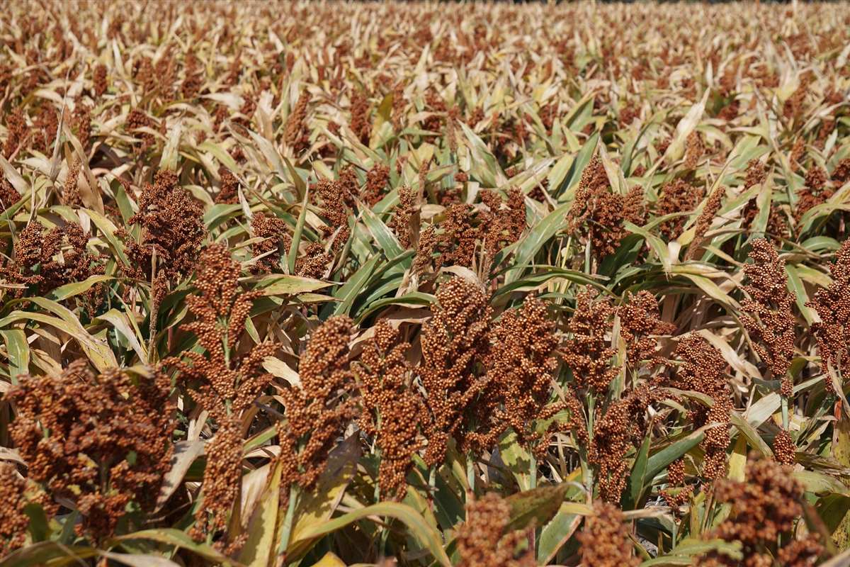 Descubra a versatilidade do sorgo! 9 Descubra a versatilidade do sorgo!