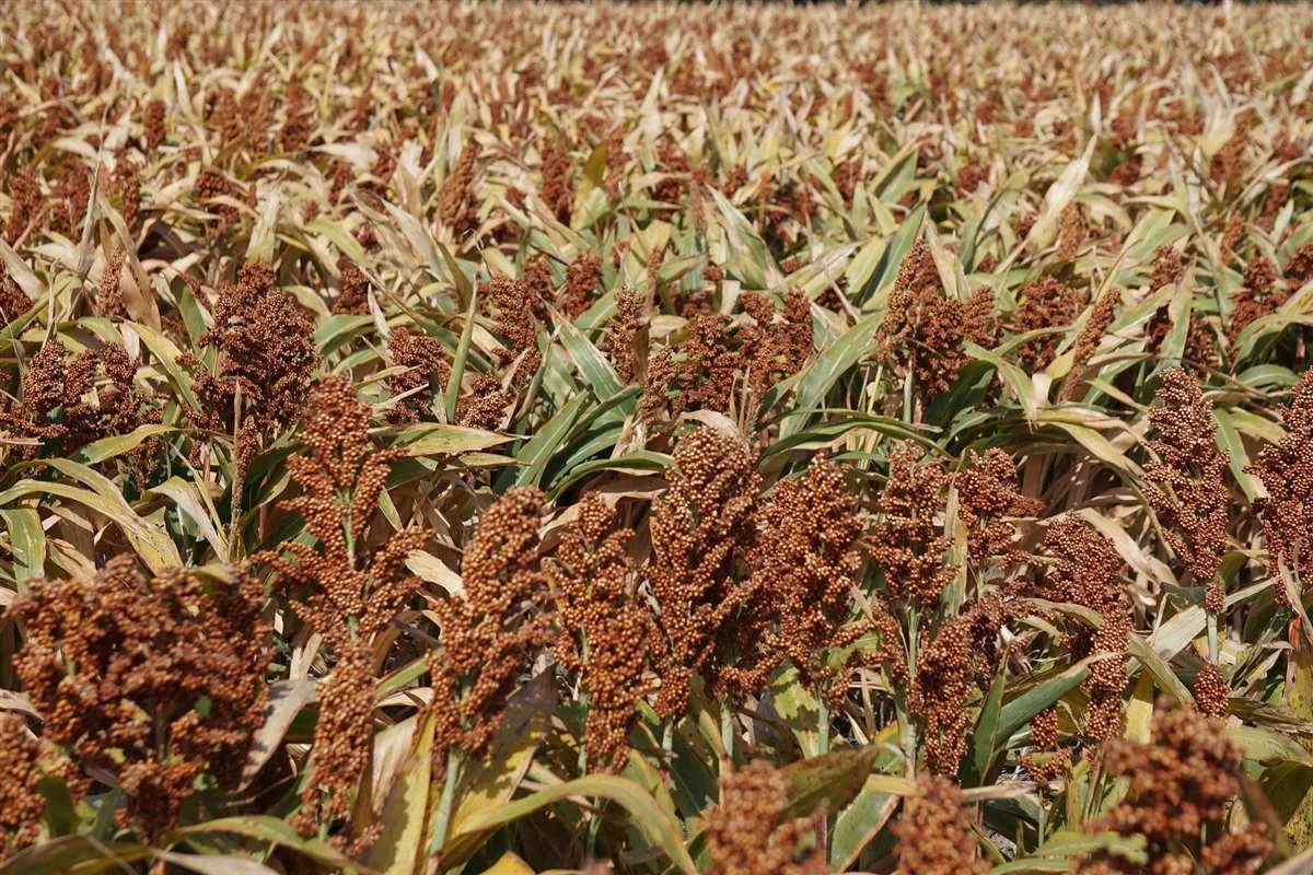 Sorgo: uma planta versátil para sua fazenda