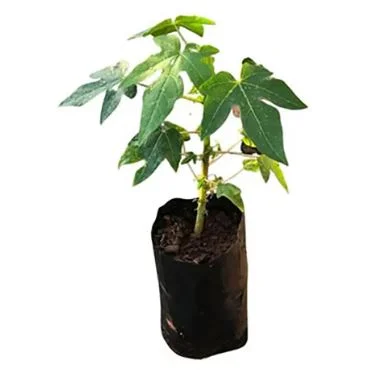 Secretaria de Agricultura e Pecuária disponibiliza mudas frutíferas e ornamentais