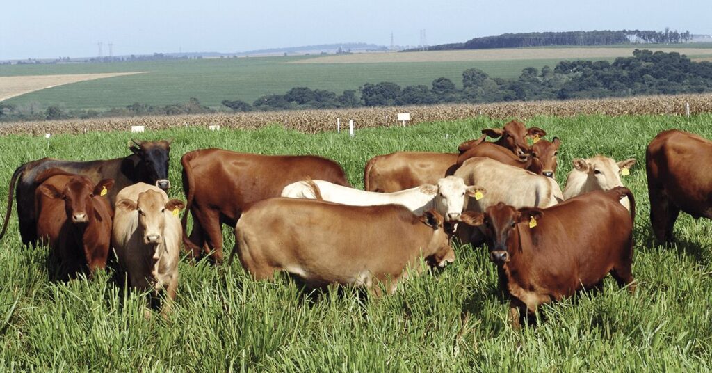 mercado físico em ritmo lento e com estabilidade nas cotações da arroba • Portal DBO