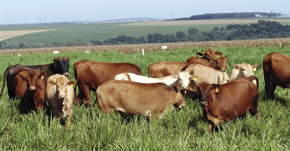 Descubra as ofertas exclusivas! • Portal DBO 7 mercado físico em ritmo lento e com estabilidade nas cotações da arroba • Portal DBO