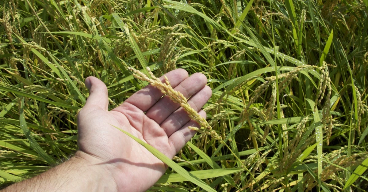 A instabilidade das temperaturas prejudica a cultura do arroz