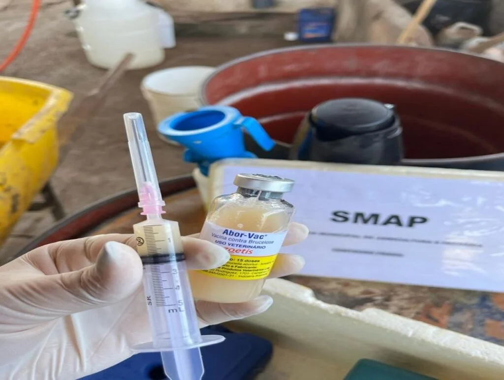 Descubra como a vacinação salvou o gado. 6 Secretaria de Agricultura e Pecuária vacina mais de 600 cabeças de gado contra brucelose