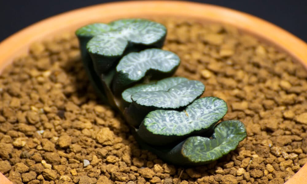 Cultive a beleza singular da Suculenta Dente de Cavalo (Haworthia Truncata) no seu jardim com ESTE passo a passo