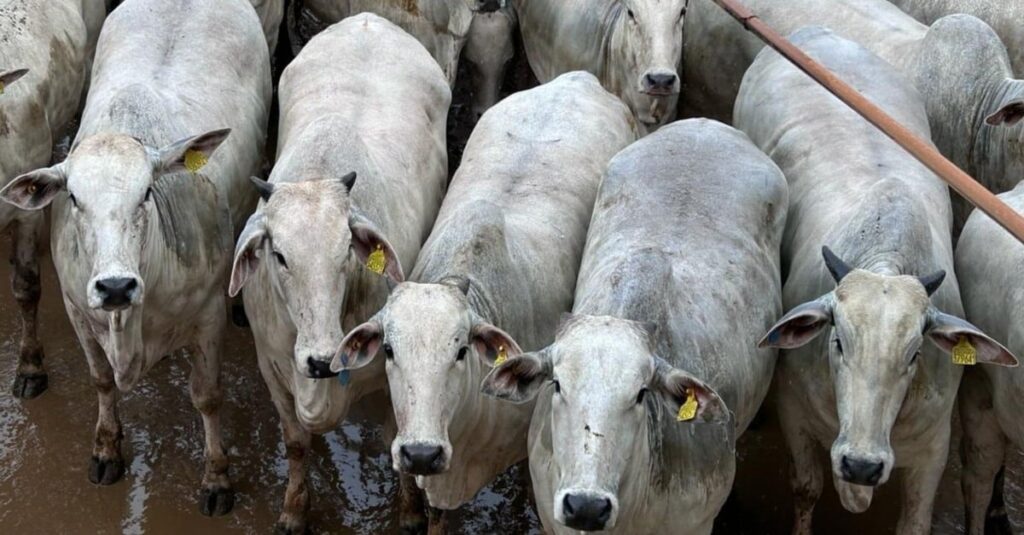 Descubra como “Rei das novilhas” faz isso! 2 “Rei das novilhas” produz novilhas que engordaram 1 kg por dia em MT!