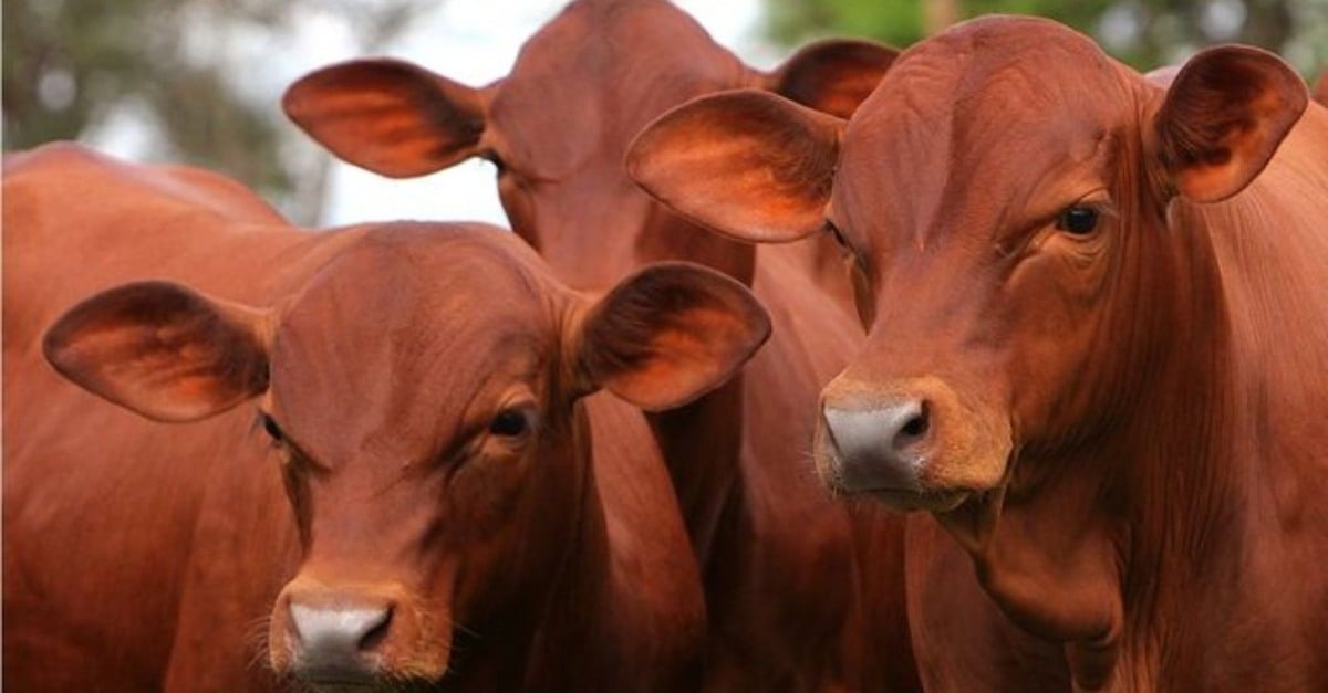 Descubra estratégias de sucesso no Nordeste