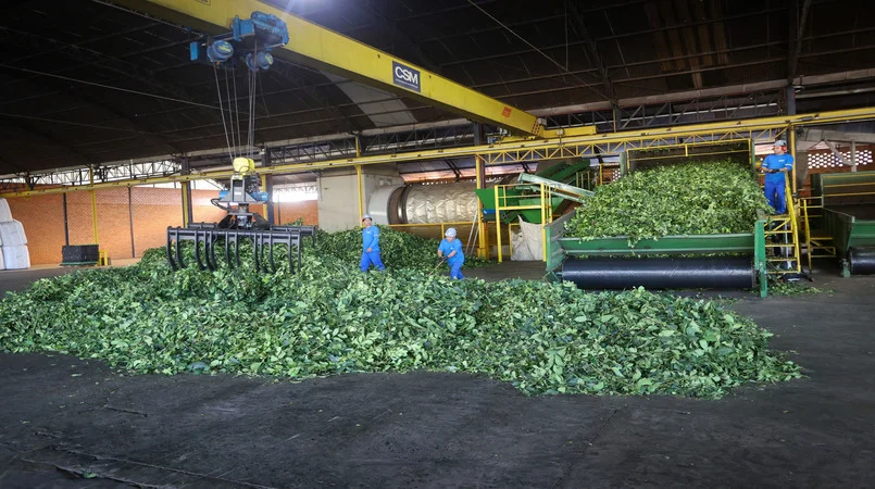 Descubra mais sobre a erva-mate! 5 A erva-mate além do chimarrão e do tererê. Confira