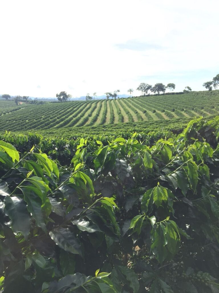 como calcular a recomendação para cafeeiros?