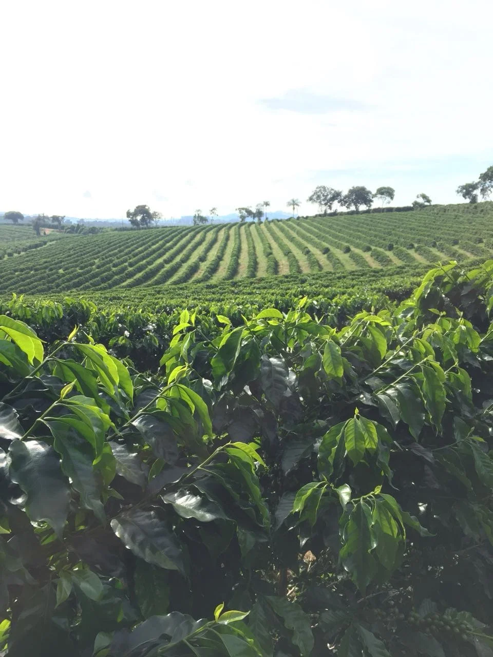 Descubra o cálculo surpreendente! 1 como calcular a recomendação para cafeeiros?