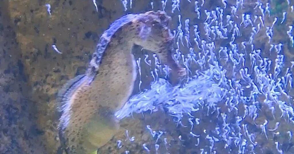 Descubra o mistério dos 300 filhotes de cavalo-marinho em SC 2 Cavalo-marinho dá à luz mais de 300 filhotes em aquário de Santa Catarina