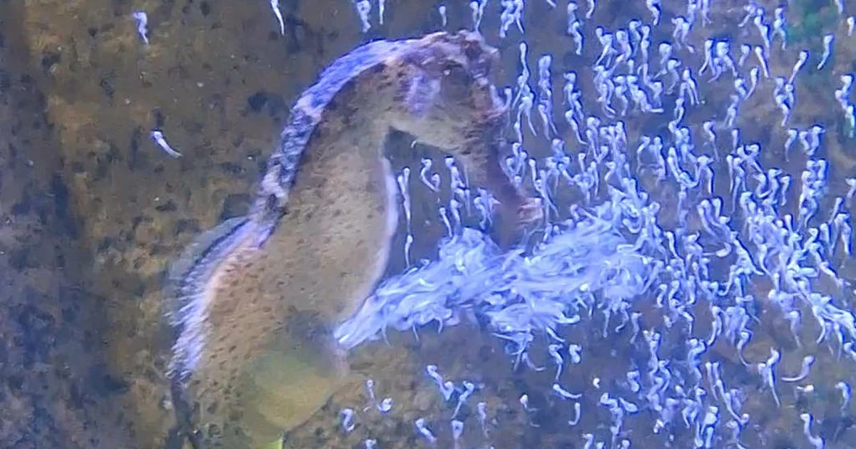 Descubra o mistério dos 300 filhotes de cavalo-marinho em SC 2 Cavalo-marinho dá à luz mais de 300 filhotes em aquário de Santa Catarina