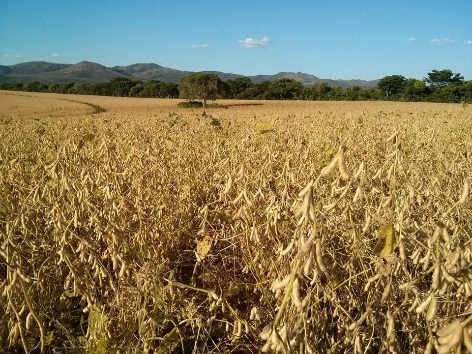 Você está visualizando atualmente Dessecação da soja: momento certo e melhores herbicidas para uma boa colheita
