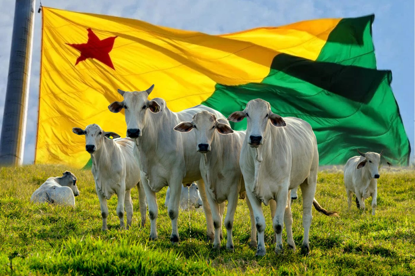 Descubra o potencial da pecuária no Acre!