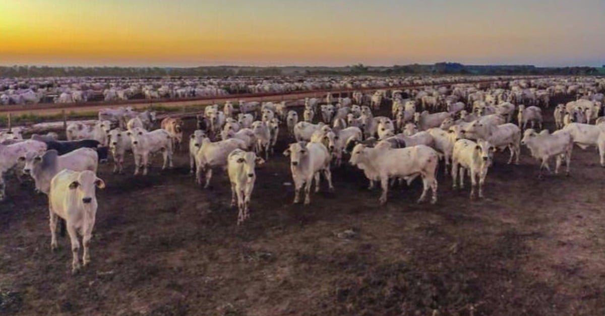 Saiba como o boitel garante até 9,5@ por bovino terminado em 100 dias