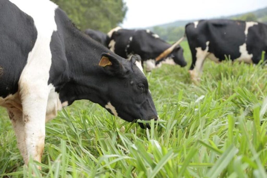como garantir um manejo eficiente?