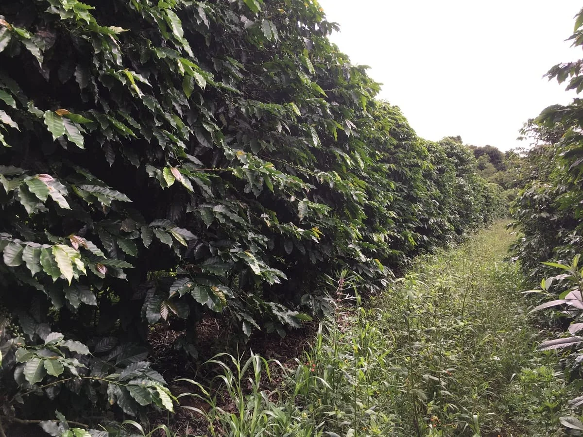 "Descubra os benefícios da recomendação" A recomendação é uma forma poderosa de receber indicações e garantir oportunidades futuras. Confira como recomendar e aproveitar seus benefícios. 25 quais os benefícios e como recomendar