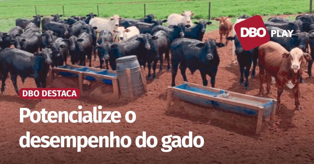 Quais as vantagens de suplementar bovinos de corte nas águas? • Portal DBO