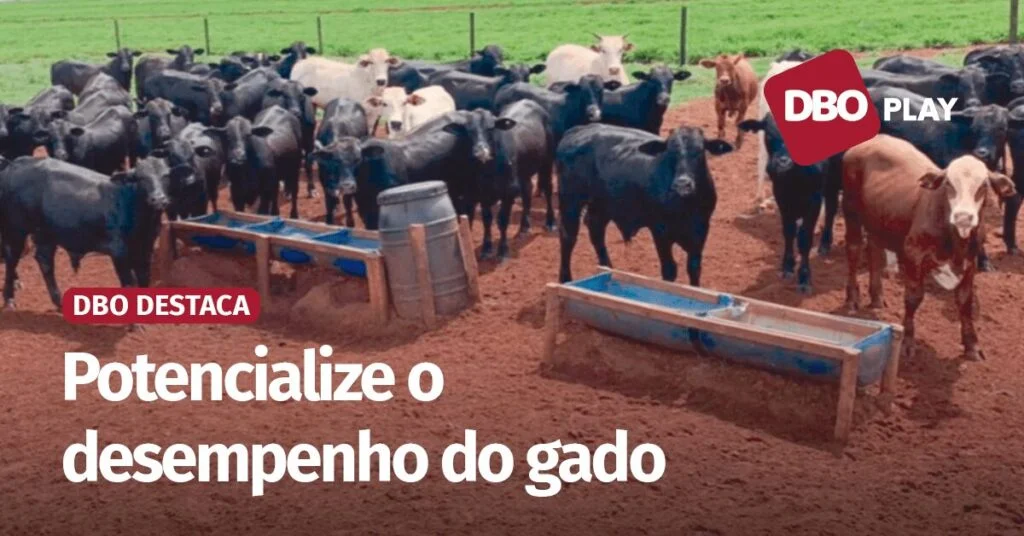 Descubra os benefícios do suplemento para bovinos! 17 Quais as vantagens de suplementar bovinos de corte nas águas? • Portal DBO