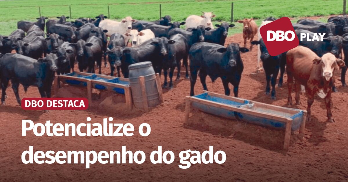 Descubra os benefícios do suplemento para bovinos!