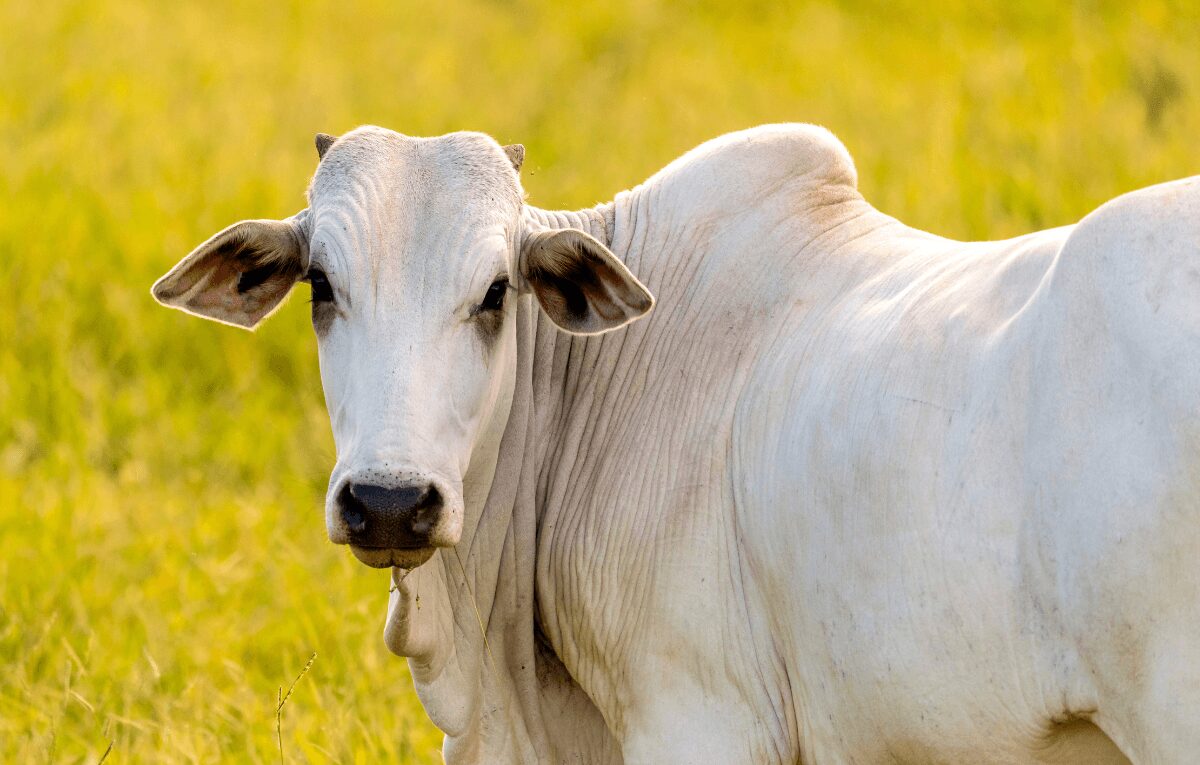 Por que a carne ficou mais barata em 2023? Entenda o sobe e desce dos preços