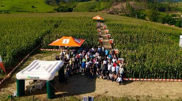 Dia de Campo em Maripá: Tecnologia em Silagem. 13 Maripá de Minas realiza o Dia de Campo Vitrine Tecnológica de Silagem