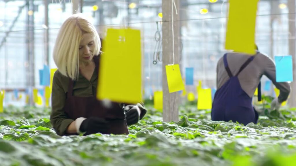 Diagnose foliar: avalie sua lavoura 1 diagnose foliar avalie sua lavoura