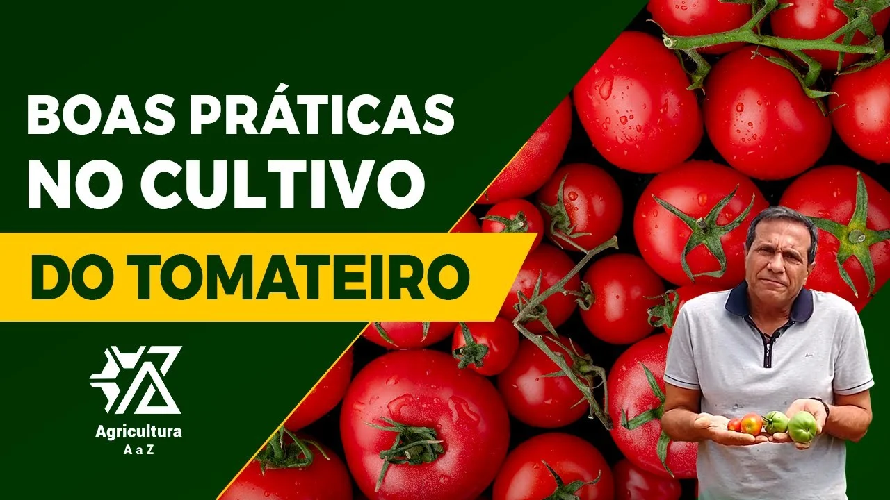 dicas de producao de tomates com derly silva