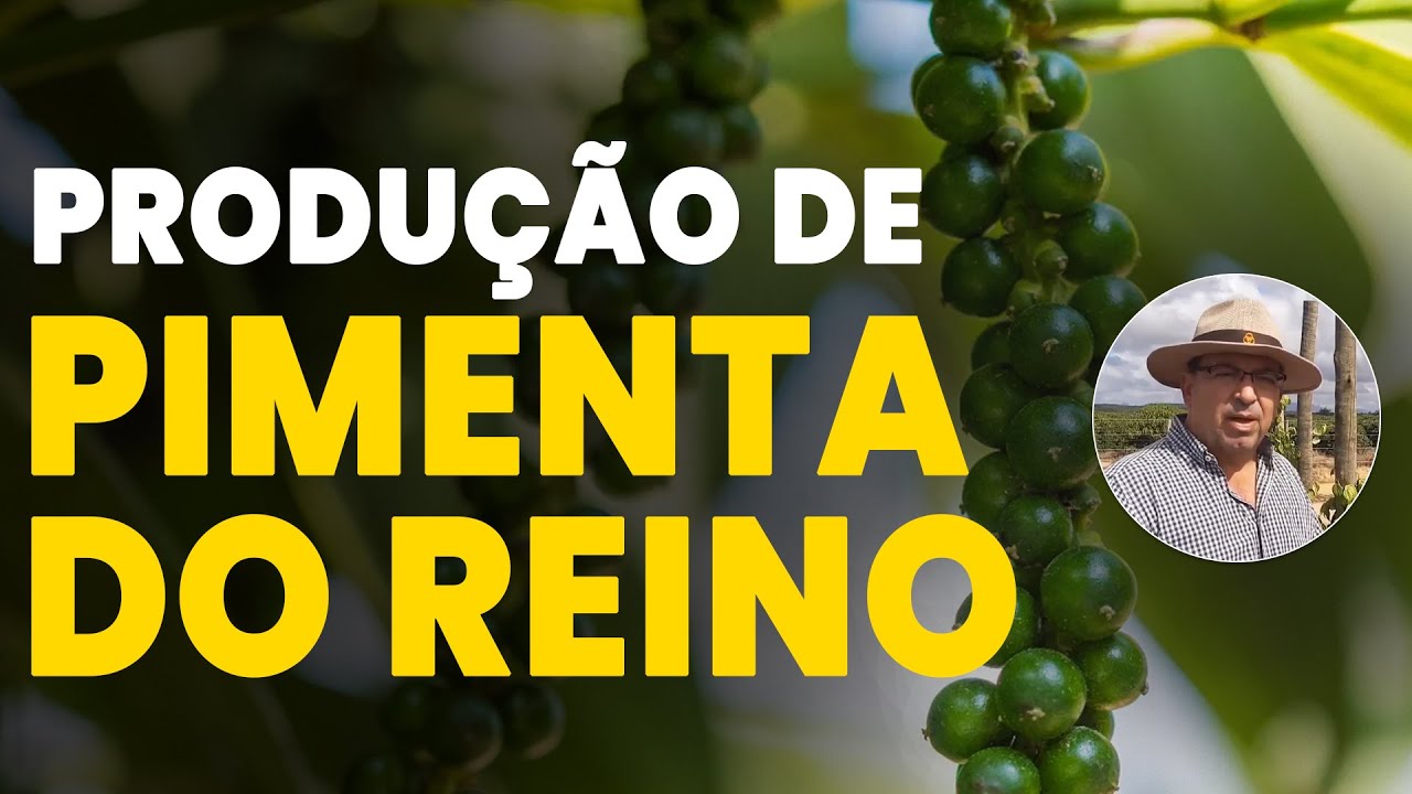 Dicas essenciais para cultivo de pimenta do reino