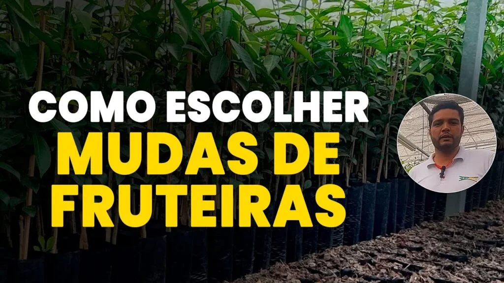dicas para escolher mudas frutiferas