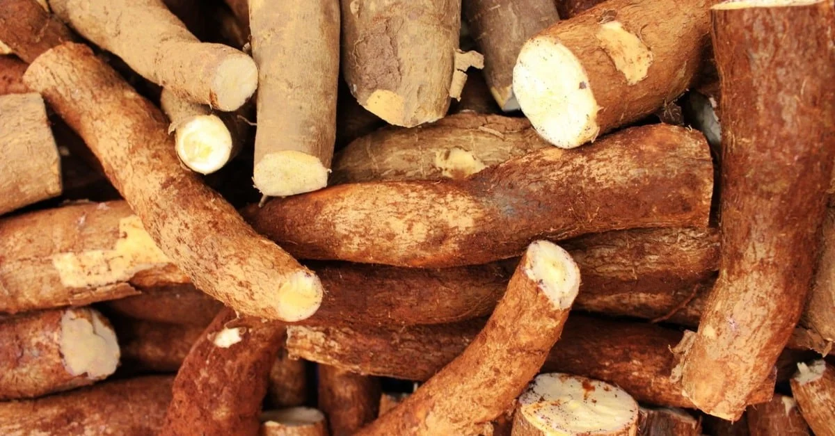 Dieta do gado: mandioca? 12 Enriqueça a dieta do gado com subprodutos da mandioca