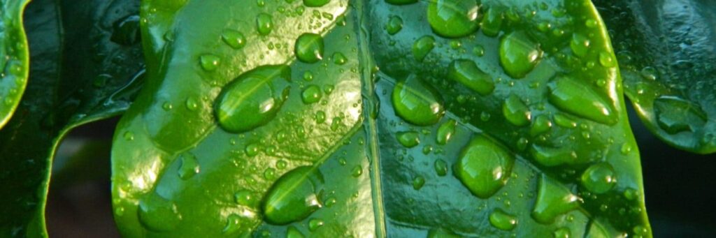 Diferenças entre extratores: veja! 61 Facebook