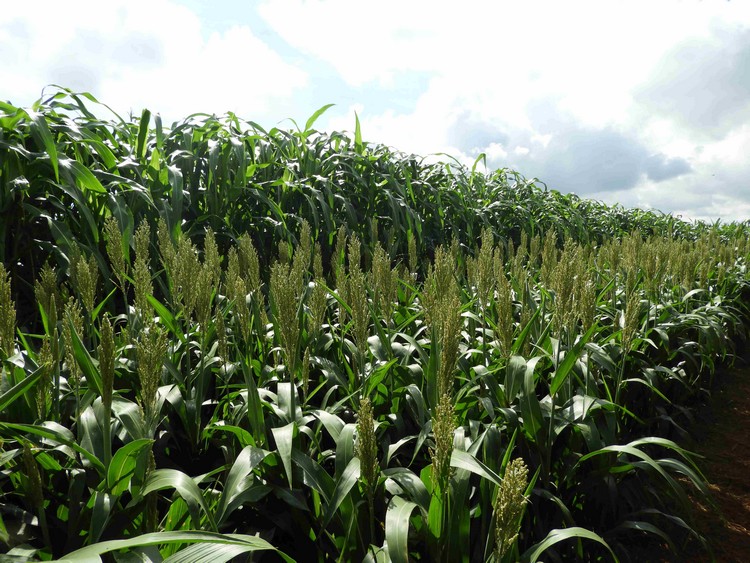 Dobradinha milho/sorgo para redução de riscos na segunda safra