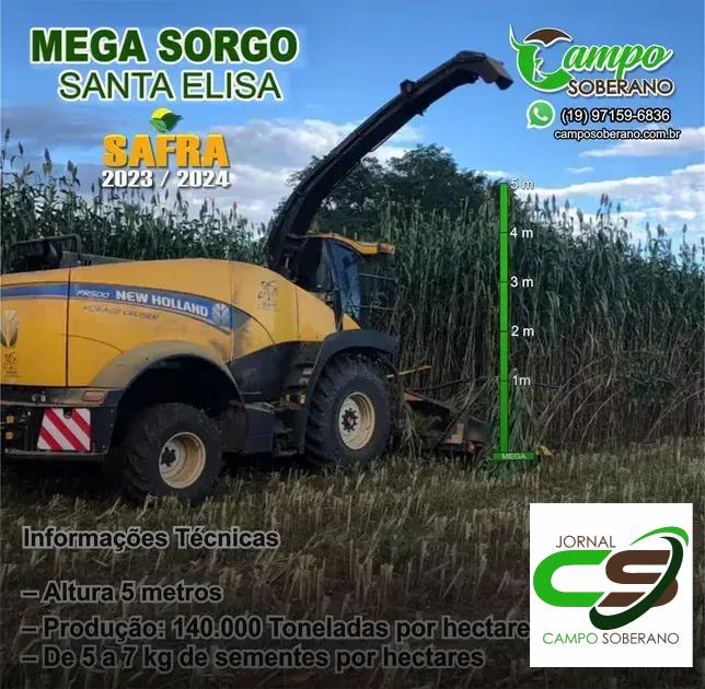 Economia e Rendimento: Vantagens Financeiras do Mega Sorgo Santa Elisa na Silagem