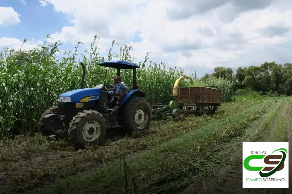 Economia e Rendimento: Vantagens Financeiras do Mega Sorgo Santa Elisa na Silagem