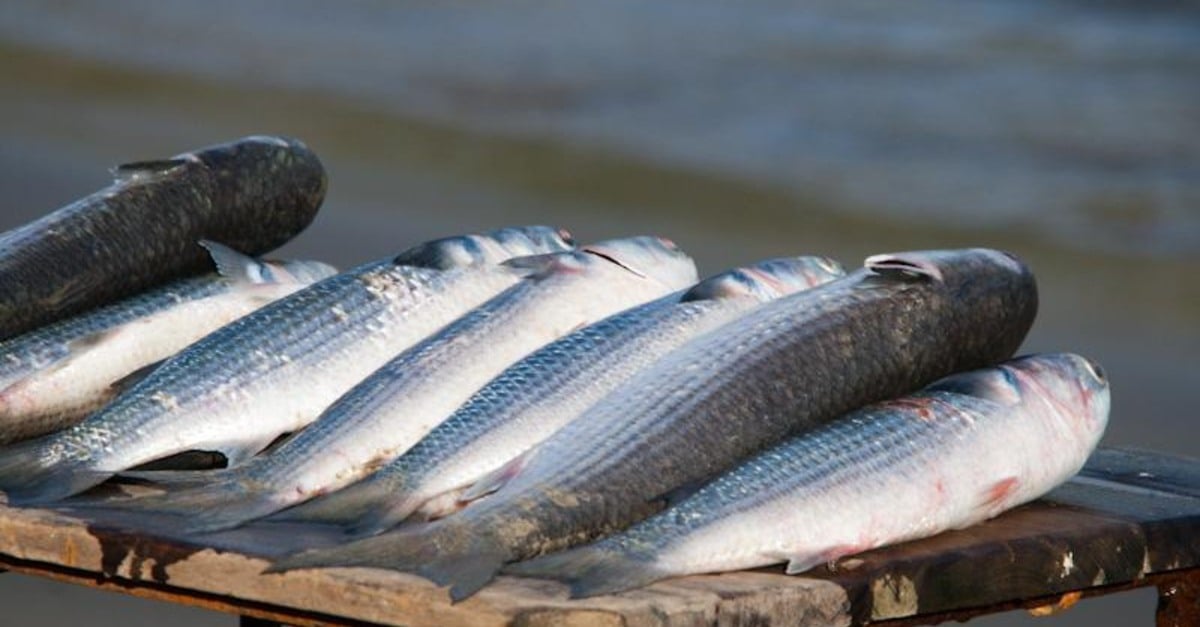 Governo publica edital de seleção para pesca da tainha