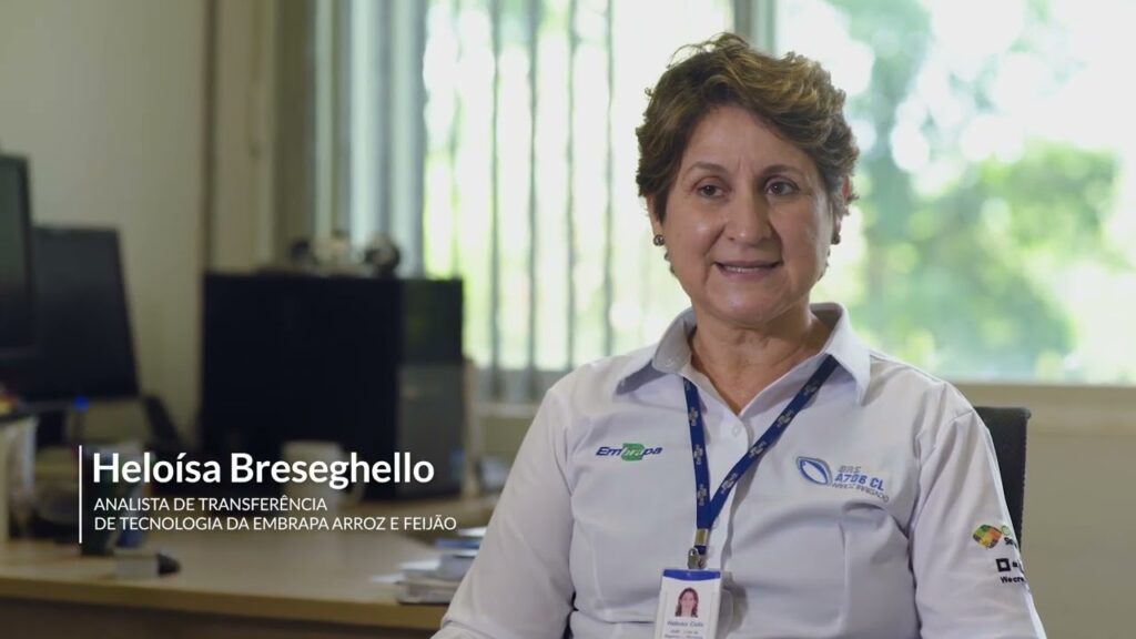 embrapa apresenta cultivar de arroz irrigado resistente a herbicida brs a706cl