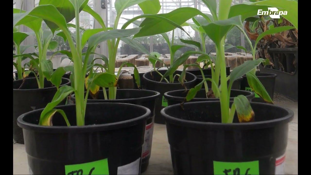 embrapa atua para fazer frente a praga que ameaca os bananais do pais