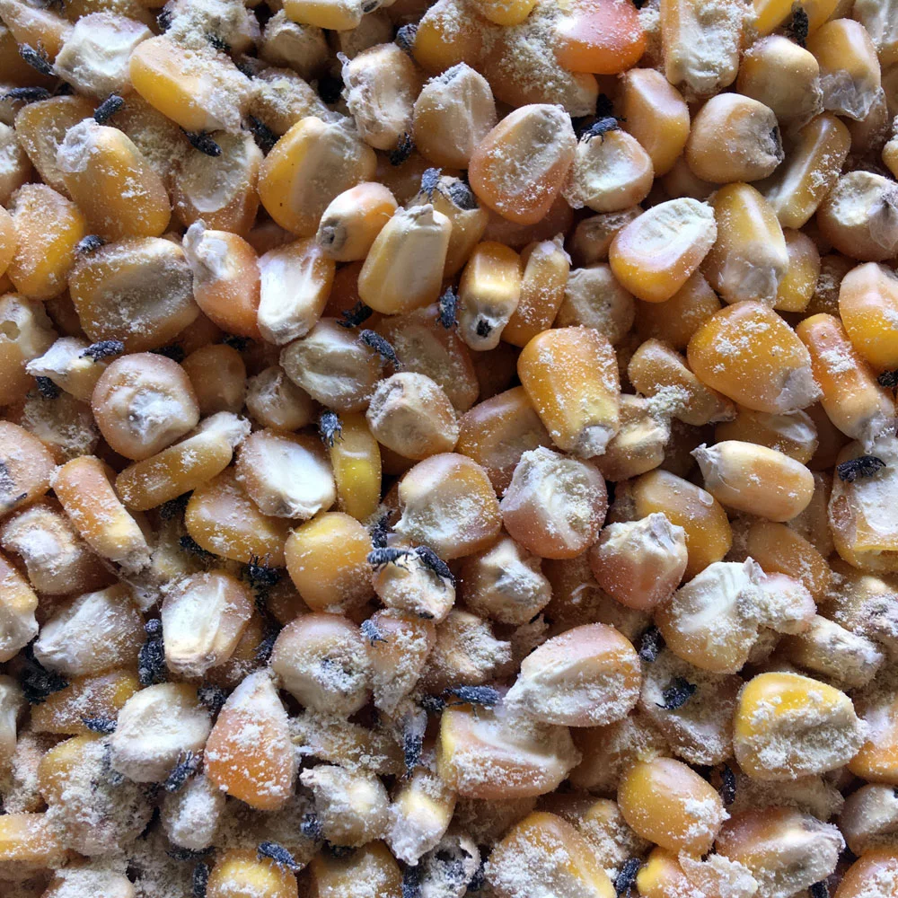 Embrapa Milho e Sorgo recebe prêmio da Abrapós 2 Trabalho conduzido na Embrapa Milho e Sorgo é premiado pela Abrapós