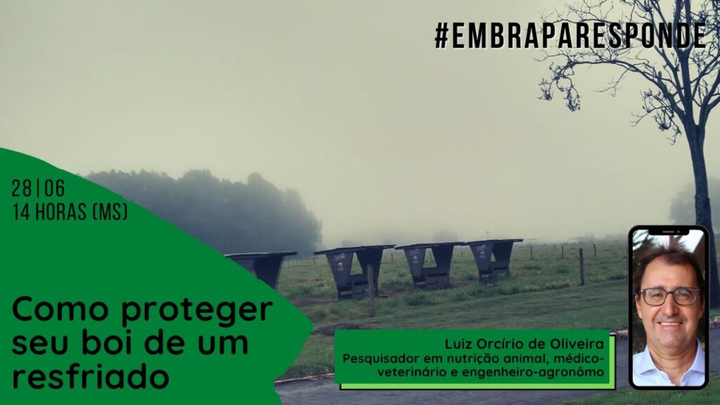 embraparesponde como proteger seu boi de um resfriado